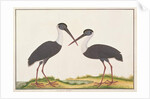 Woolly-necked Stork by School Chinese