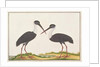 Woolly-necked Stork by School Chinese