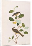 Red-throated Sunbird and Red-eyed Bulbul by School Chinese