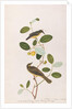 Red-throated Sunbird and Red-eyed Bulbul by School Chinese