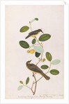 Red-throated Sunbird and Red-eyed Bulbul by School Chinese