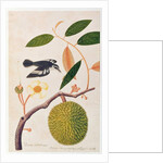 Durie zibethinus, Dorrian or Boorong Brass Brass by School Chinese