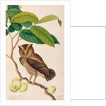 Jambooai-eri Pootih, Boorong Ketamboo Ketampin by School Chinese