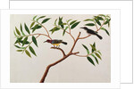 Humming Bird, Boorong cherichap by School Chinese