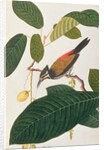 Common Goldenback by School Chinese