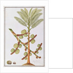 Sago by School Chinese