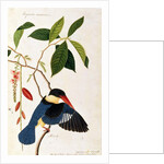 Kingfisher or Alced, Poko Booah Pootal, Boorong radja oodang by School Chinese