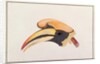 Great Hornbill by School Chinese