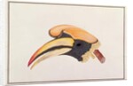 Great Hornbill by School Chinese