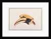 Great Hornbill by School Chinese