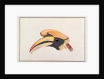 Great Hornbill by School Chinese