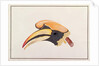 Great Hornbill by School Chinese