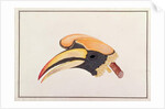 Great Hornbill by School Chinese