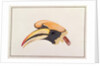 Great Hornbill by School Chinese