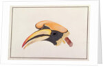 Great Hornbill by School Chinese