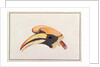 Great Hornbill by School Chinese