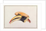 Great Hornbill by School Chinese