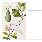 Java Dove or Boorah Poutaran by School Chinese