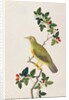 Large Green Pigeon by School Chinese