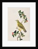 Large Green Pigeon by School Chinese