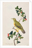 Large Green Pigeon by School Chinese