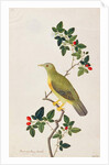 Large Green Pigeon by School Chinese