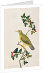 Large Green Pigeon by School Chinese