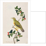 Large Green Pigeon by School Chinese