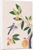 Java Sparrow by School Chinese