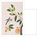 Java Sparrow by School Chinese