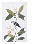 Booah Nawa Hawa by School Chinese