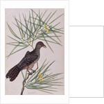 Taja Walie by School Chinese