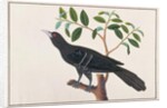 Koel by School Chinese