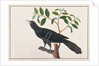 Koel by School Chinese