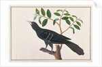 Koel by School Chinese