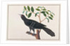 Koel by School Chinese