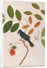 Crow-billed Drongo by School Chinese
