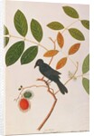 Crow-billed Drongo by School Chinese