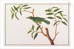 Greater Green Leafbird by School Chinese