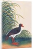 Eurasian Oystercatcher by School Chinese