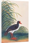 Eurasian Oystercatcher by School Chinese