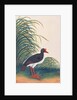 Eurasian Oystercatcher by School Chinese