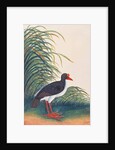 Eurasian Oystercatcher by School Chinese