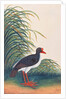 Eurasian Oystercatcher by School Chinese