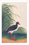 Eurasian Oystercatcher by School Chinese