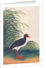 Eurasian Oystercatcher by School Chinese