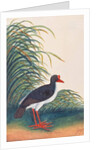 Eurasian Oystercatcher by School Chinese
