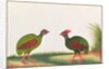 Crested Wood-partridge, Hen and Cock by School Chinese