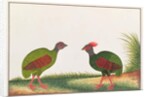 Crested Wood-partridge, Hen and Cock by School Chinese