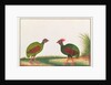 Crested Wood-partridge, Hen and Cock by School Chinese